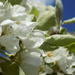 Pear blossom ... by flowerfairyann