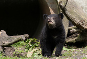 30th Apr 2016 - American Black Bear Cub