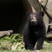American Black Bear Cub by leonbuys83