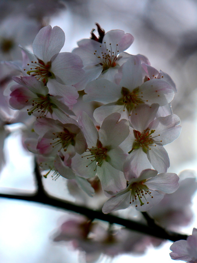 Blossom Time by jayberg