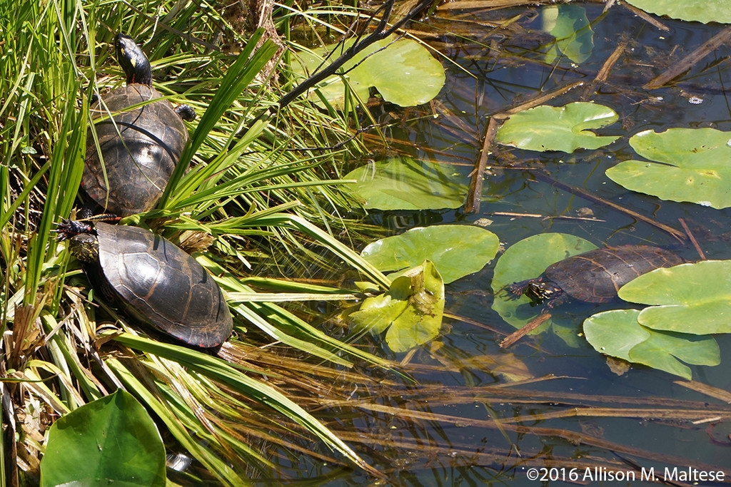 Painted Turtles by falcon11