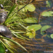 Painted Turtles by falcon11
