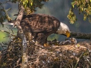 30th Apr 2016 - Mom feeding eaglet 2