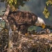 Mom feeding eaglet 2 by jgpittenger