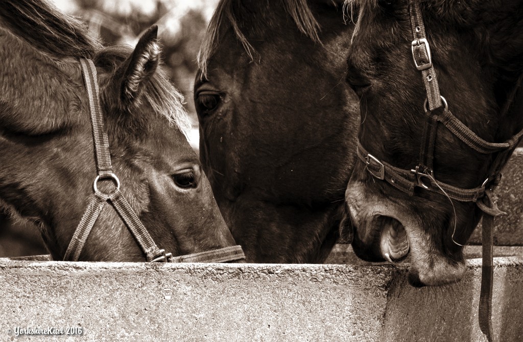 Budding racehorses by yorkshirekiwi