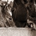 Budding racehorses by yorkshirekiwi