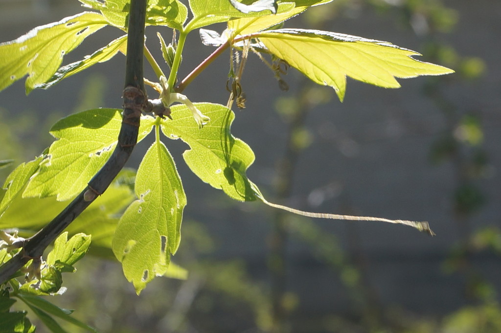 Box Elder Maple Leaves by meotzi