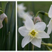 Narcissus Triptych by sarahsthreads