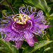 Purple Passion Flower, I think! by rickster549