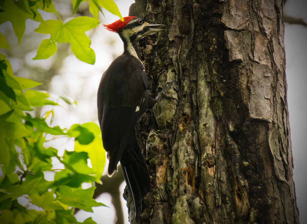 Pillieated Woodpecker! by rickster549