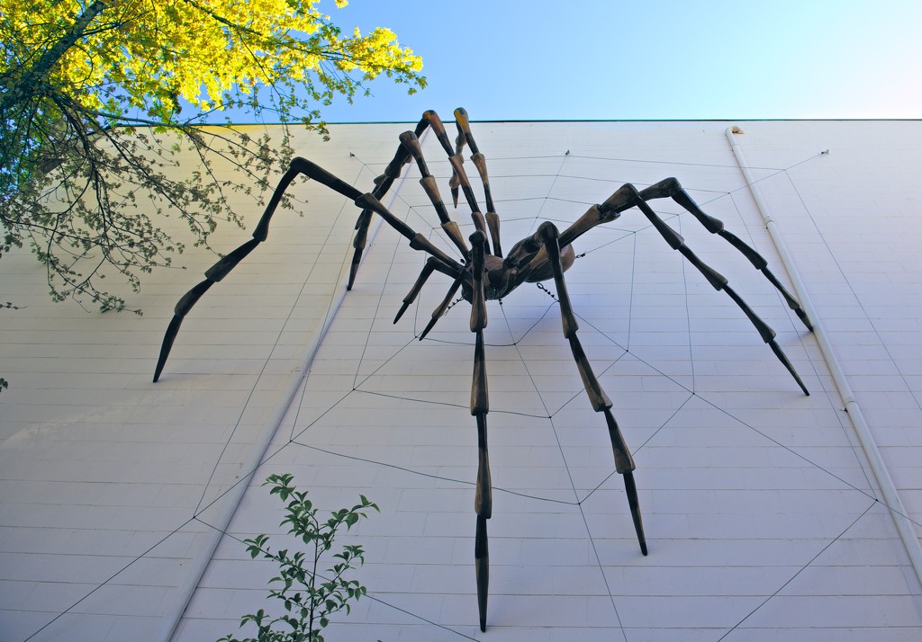 Biggest Spider by kwind