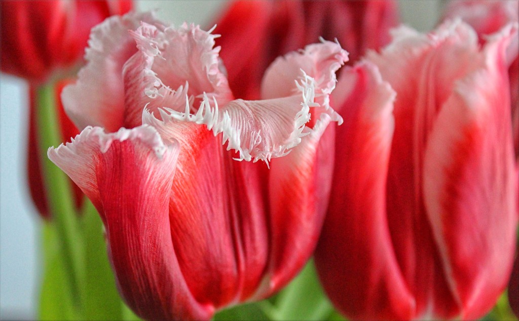 Tulip Teeth by paintdipper