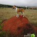 Ginger dog on top of the ant nest by kerenmcsweeney