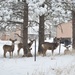 Oh deer, more snow by dmdfday