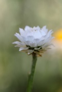 30th Apr 2016 - winged everlasting in color