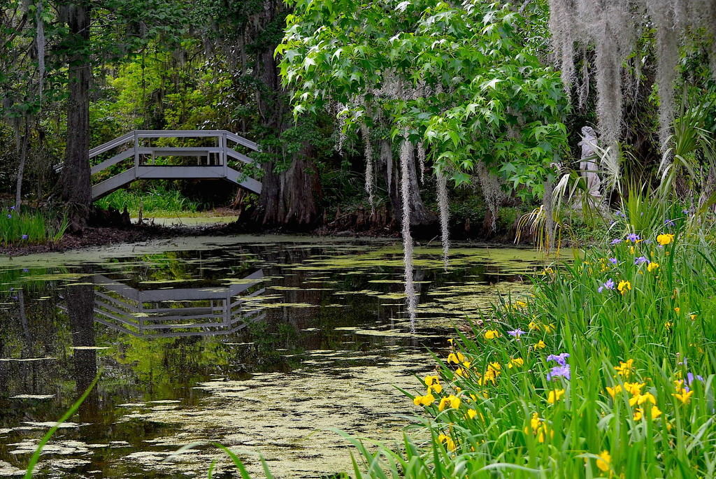 Bridge and irises, Magnolia Gardens, Charleston, SC by congaree