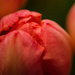 tulip by nicoleterheide