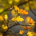 Autumn, my love. by gigiflower