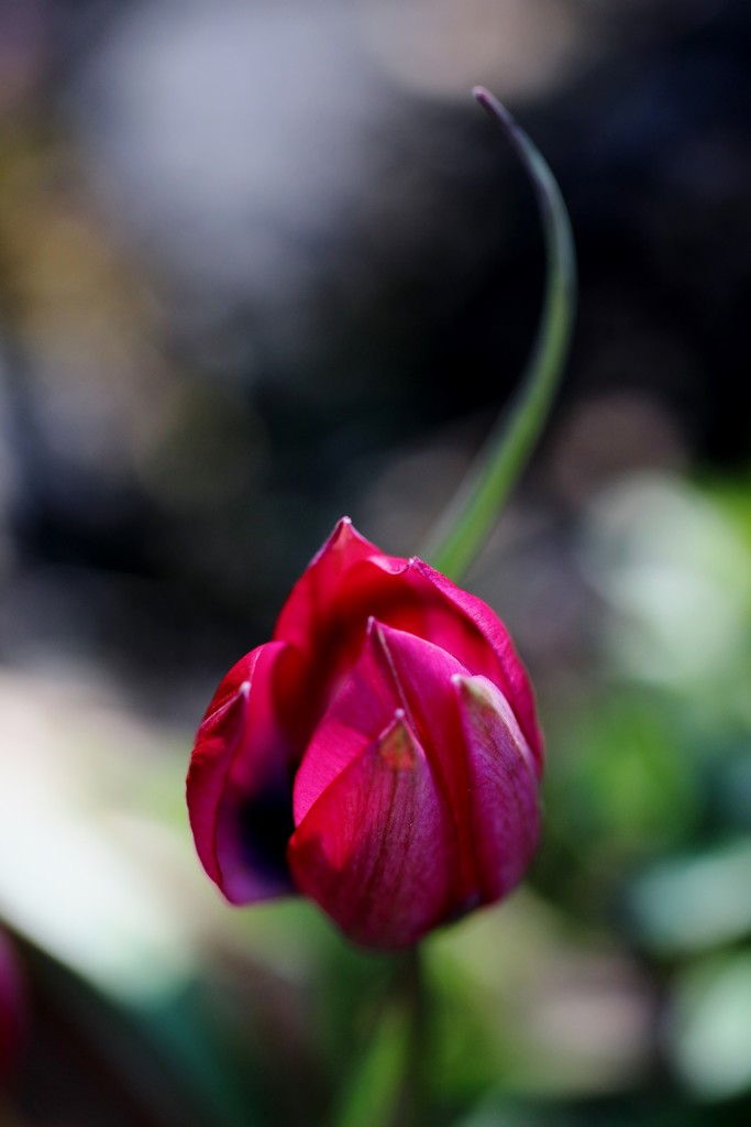 Miniature Tulip by motherjane