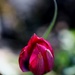 Miniature Tulip by motherjane