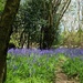 path through the bluebell wood by quietpurplehaze