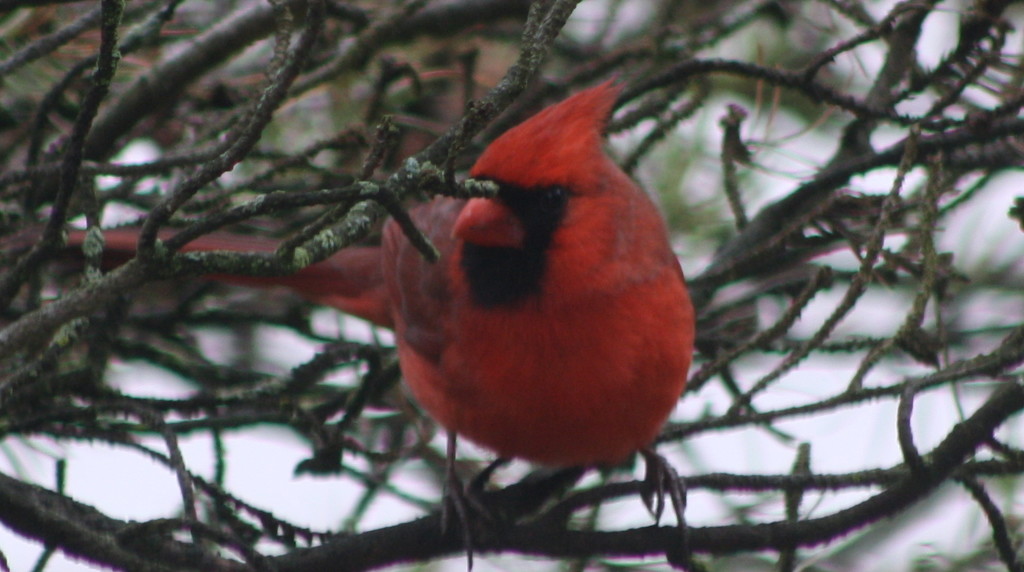 Cardinal came visiting by bruni