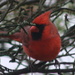 Cardinal came visiting by bruni