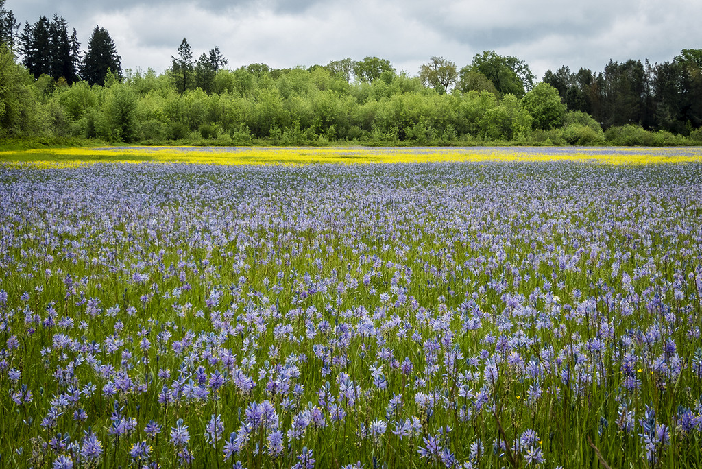 Camas and Sinkfoil Fields by jgpittenger