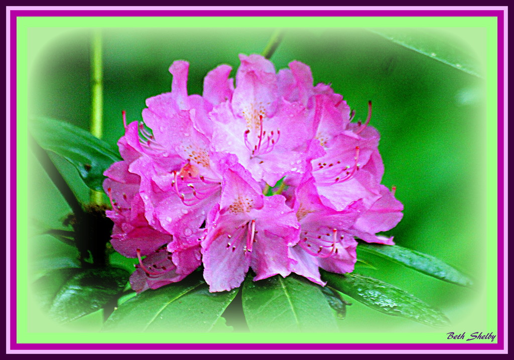 Rhododendron by vernabeth