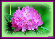 30th Apr 2016 - Rhododendron