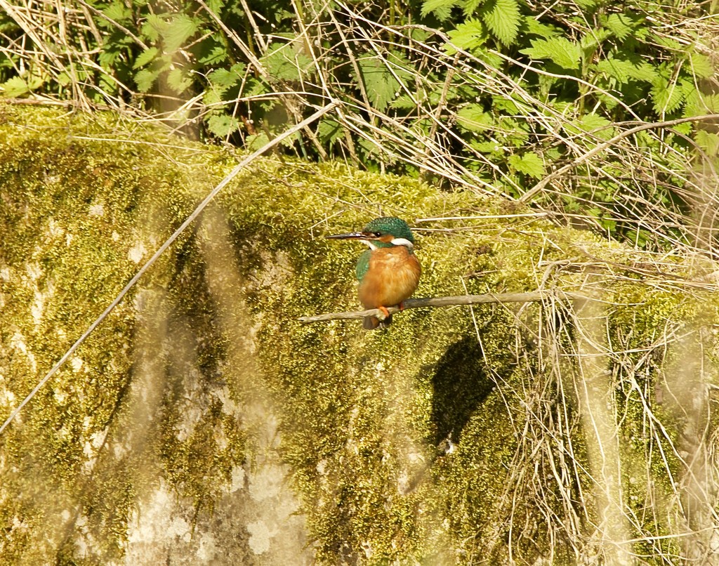 Female Kingfisher and Shadow by padlock