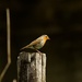 Robin in the natural spotlight by padlock