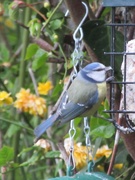 30th Apr 2016 - Blue tit by the backdoor