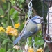 Blue tit by the backdoor by lellie