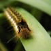 Caterpillar by flowerfairyann