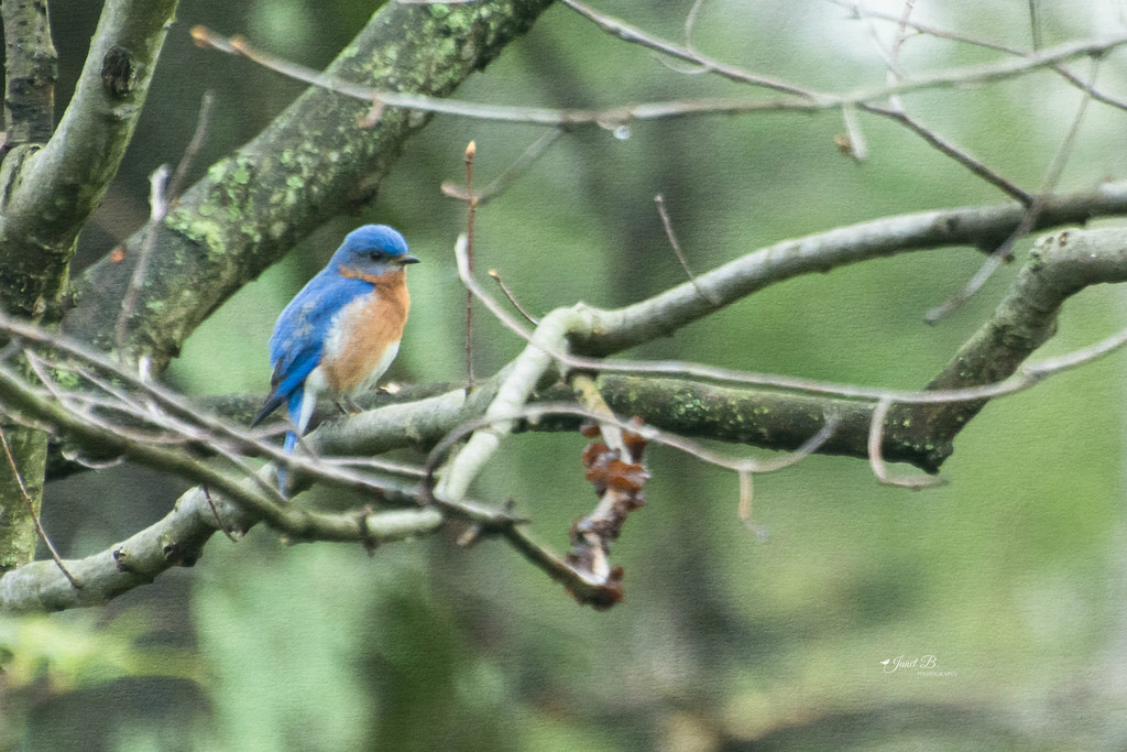 Bluebird Of Happiness by janetb
