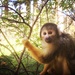 Squirrel monkey by mastermek