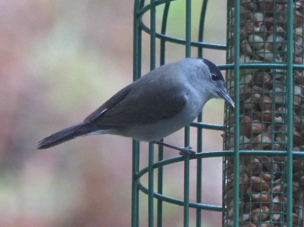 A New Bird in the Garden by susiemc