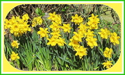 1st May 2016 - A host of golden Daffodils.