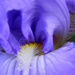 Iris by daisymiller