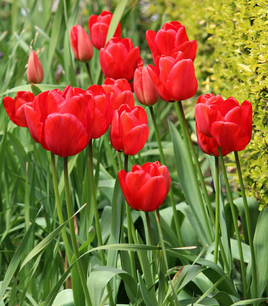 Red Tulips.  by wendyfrost