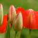 Tulips! by juletee