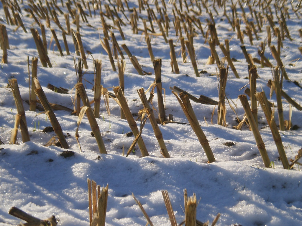 Maize stubble. by snowy