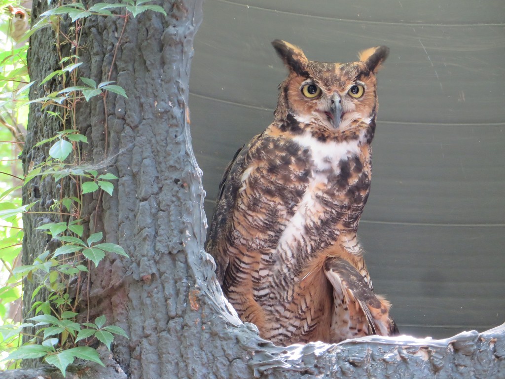 Great Horned Owl by margonaut