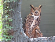 30th Apr 2016 - Great Horned Owl