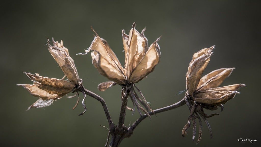 Rose of Sharon Seed Pods by skipt07