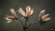 1st May 2016 - Rose of Sharon Seed Pods