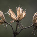 Rose of Sharon Seed Pods by skipt07