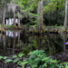 Bridge and irises, Part 2.  Magnolia Gardens, Charleston, SC by congaree