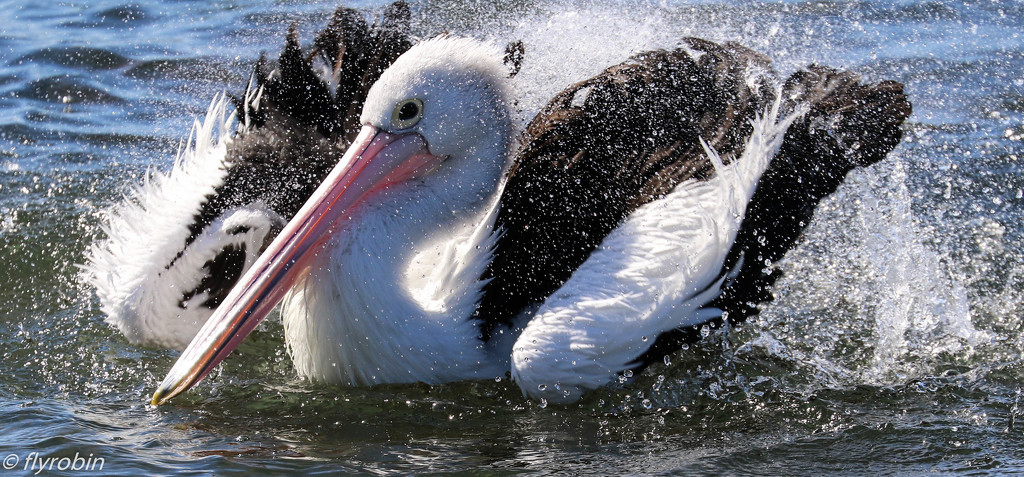 Doing the pelican shake by flyrobin